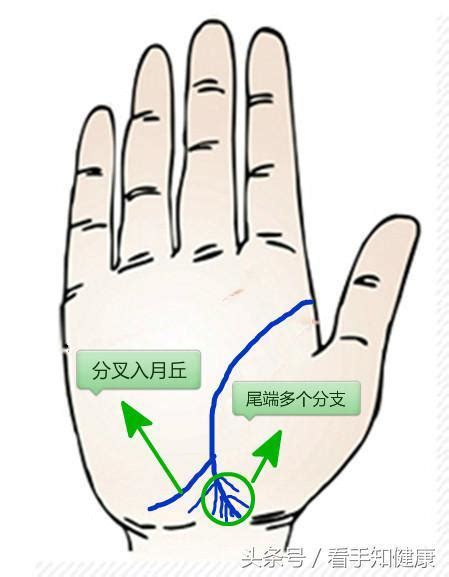 生命線分兩條|生命線分叉代表什麼 最完整版生命線分叉圖解大全